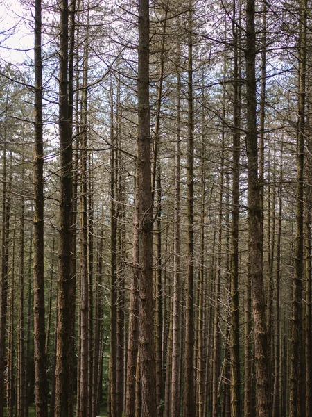 Texturas verdes y marrones de árboles en el bosque — Foto de Stock