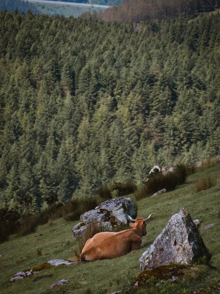 Vaca marrón tomando un descanso y relajándose en una colina verde en la montaña — Foto de Stock