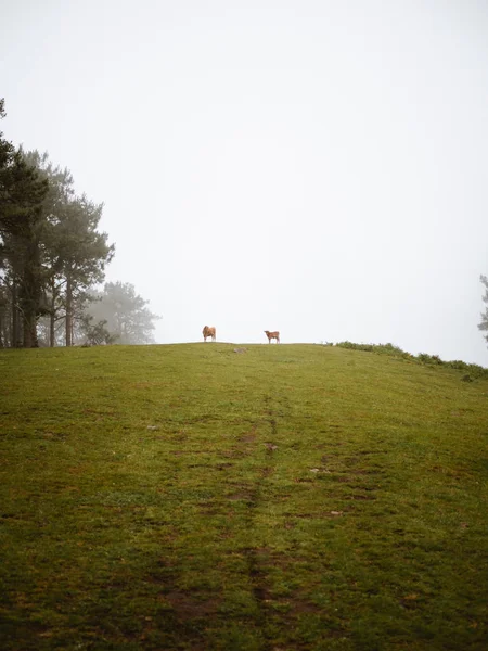 Zwei Krähen weiden weit entfernt auf einem grünen Hügel — Stockfoto
