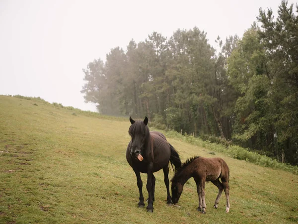 Dos caballos oscuros pastando en una colina verde en un día de niebla. Caballo mostrando lengua — Foto de Stock