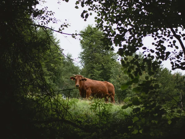 Big brown caw staring through vegetation — Stock Photo, Image