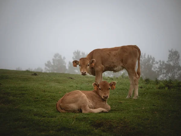 Vacas jovens bezerros deitadas no pasto — Fotografia de Stock