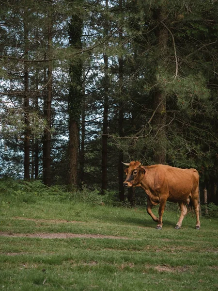 Vaca marrón pastando libre en el pasto del bosque — Foto de Stock