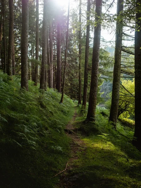 Pequeña pista única a través del bosque — Foto de Stock