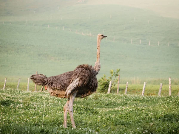 Ostrich pooping in green pasture in Basque Country farm — Stock Photo, Image