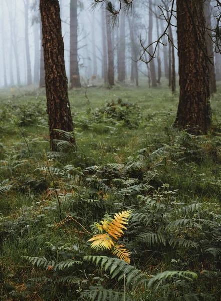 Helecho amarillo en un bosque de niebla verde — Foto de Stock