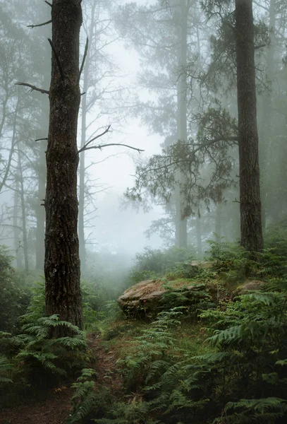 Caminata de niebla en el País Vasco — Foto de Stock