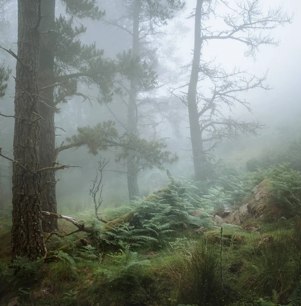 Caminata de niebla en el País Vasco — Foto de Stock