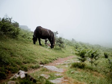 Anne at ve bebeği otlatma