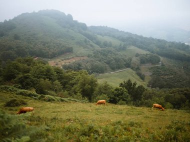 Büyük bir çayırda otlayan kahverengi inekler