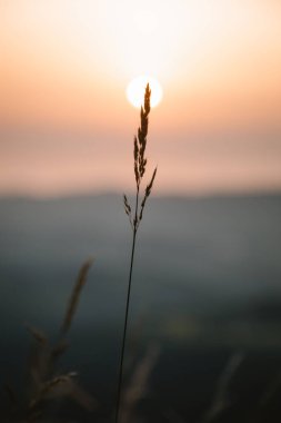 Arka planda gün batımı ile Gramineae
