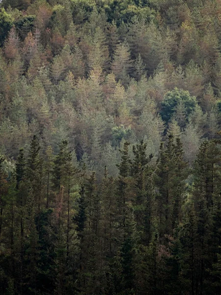 Patrón y texturas del bosque de pinos — Foto de Stock
