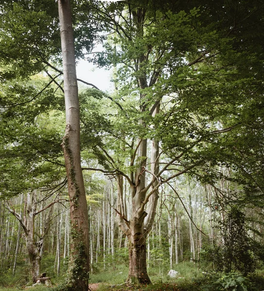 Bosque de cuento de hadas en pleno crecimiento en el País Vasco — Foto de Stock