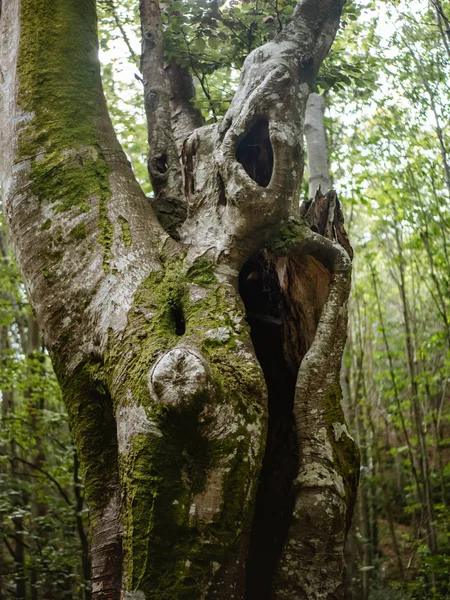 Padrões assustadores e texturas na madeira de uma árvore — Fotografia de Stock