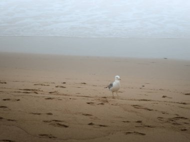 Kumda yürüyen yalnız martı