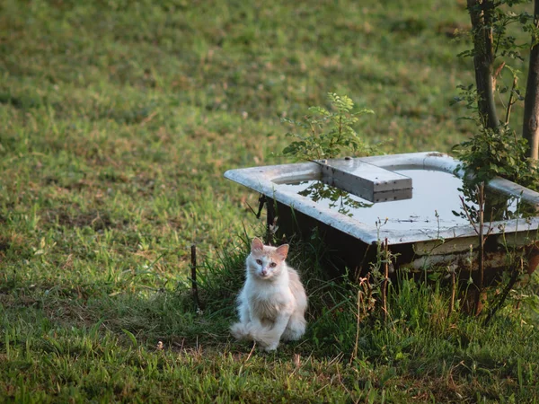 Petit chat blanc aux cheveux longs couché sur un pâturage — Photo