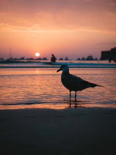 Gaivota observando o pôr do sol na costa de uma praia — Fotografia de Stock