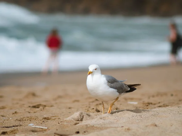 Seagull budzi się na piasku plaży — Zdjęcie stockowe