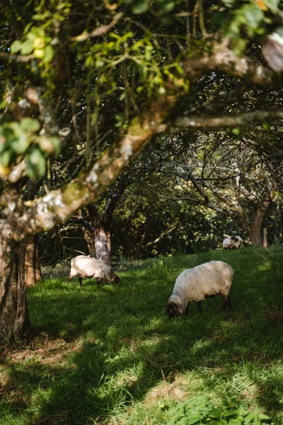 Ovelhas pastando sob a sombra das árvores — Fotografia de Stock
