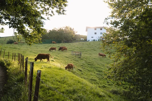 Krowy pasą się w słoneczne popołudnie na zielonych pastwiskach — Zdjęcie stockowe