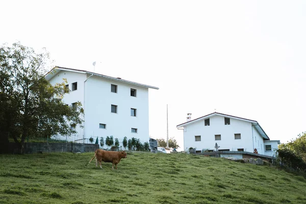 Pâturage de vache par un après-midi ensoleillé sur un pâturage vert — Photo