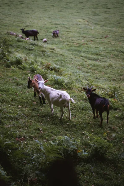 Cabras penduradas em um pasto verde em uma terra de fazenda País Basco — Fotografia de Stock