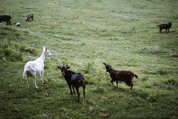 Cabras penduradas em um pasto verde em uma terra de fazenda País Basco — Fotografia de Stock