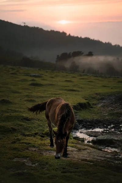 Caballo joven pastando en un pasto durante el atardecer — Foto de Stock