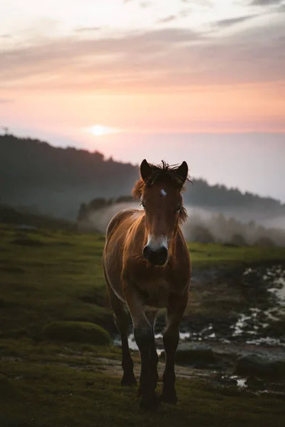 Curious young horse walking on a pasture with sunset on the background