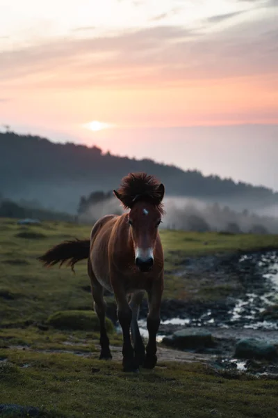 Curious young horse walking on a pasture with sunset on the background