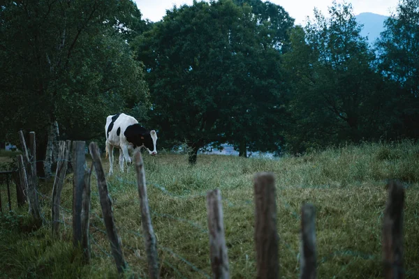 Schwarz Weiße Kuh Weidet Hinter Dem Zaun — Stockfoto