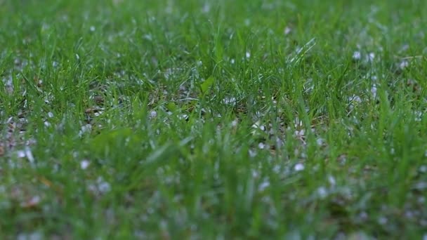 曇りの日に夏の緑の草の上に氷の雹を落ちる 嵐が来ている — ストック動画