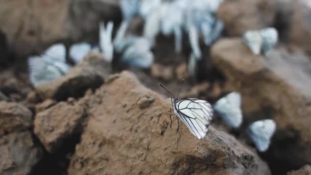 许多白色和黑色的卷心菜蝴蝶坐在潮湿的地面上 — 图库视频影像