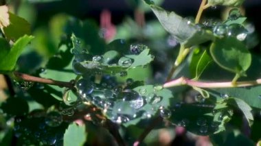 yeşil yaprakları ve bitki dalları üzerinde sabah çiy büyük damla. Parlak güneş ışığı, parlama ve düşmelere yansımalar. doğanın makro çekim.