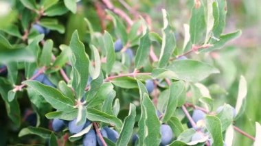 büyük sulu olgun koyu mavi Hanımeli çilek büyük bir yeşil Bush dalları üzerinde asmak. Olgunlaşma yaz güneşi. Kamera hareket ederse, odak değişiklikleri.