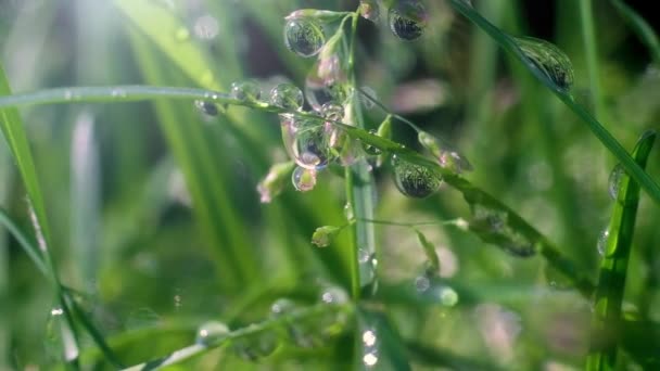 Large Drops Morning Dew Hang Green Leaf Grass Park Reflect — Stock Video