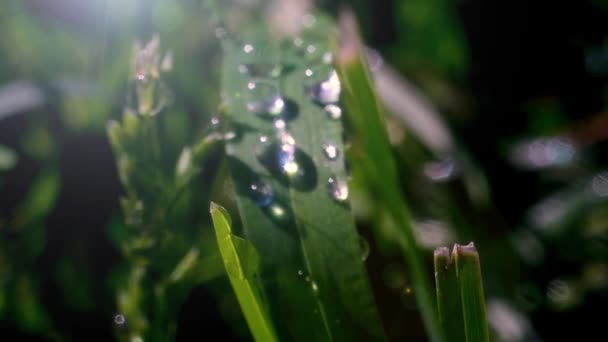 Herbe Verte Fraîche Avec Gouttes Rosée Près Eau Coule Sur — Video