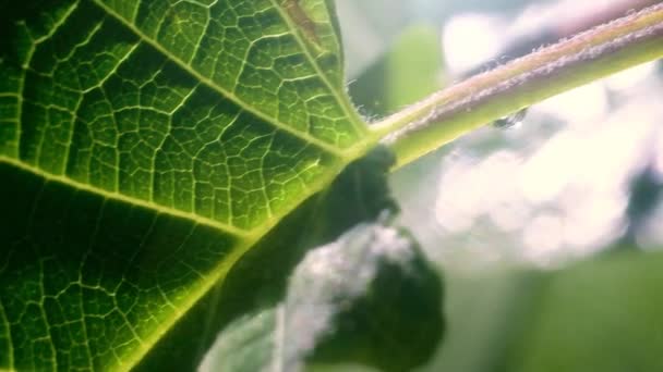 Folha Verde Macro Com Veias Amarelas Uma Gota Orvalho Ramo — Vídeo de Stock