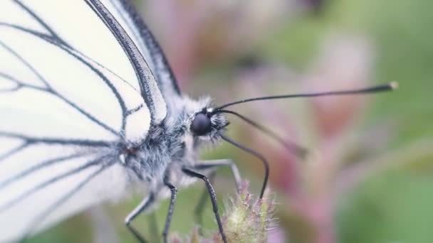 Macrofotografía Una Mariposa Peluda Con Ojos Grandes Alas Blancas Venas — Vídeo de stock