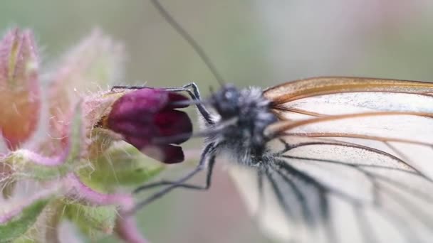 白い翼と黒い静脈を持つ蝶のマクロ撮影 赤い花の上に座って 彼の長いプロボシスで花粉を食べる — ストック動画