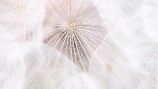 Metraje Macro Diente León Textura Abstracta Blanca Pelusa — Vídeo de stock