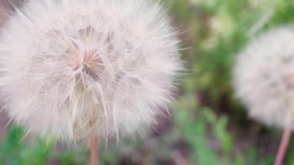 Primer Plano Diente León Blanco Contra Campo Verde — Vídeos de Stock