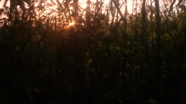 美丽的傍晚景观的草地在日落 计数器灯 — 图库视频影像