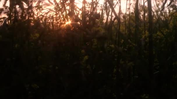 Hermoso Paisaje Nocturno Del Campo Hierba Puesta Del Sol Contraluz — Vídeos de Stock