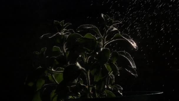 黒い背景 夕方のバックライトにスプレーから水とポットに小さな緑のペチュニアの花を散水室 スローモーションスプレーとスチーム — ストック動画