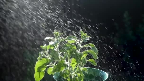 Zöld Virág Egy Türkiz Műanyag Fazék Öntözte Egy Spray Spray — Stock videók