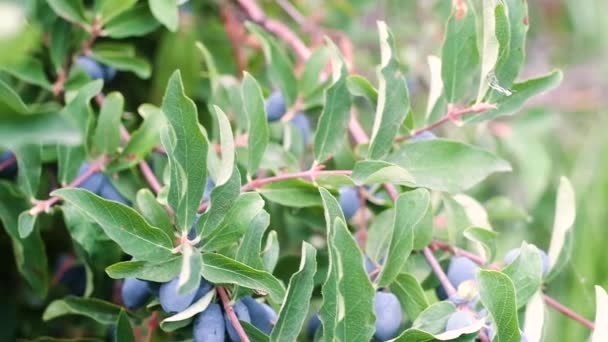 Große Saftige Reife Dunkelblaue Geißblatt Beeren Hängen Den Zweigen Eines — Stockvideo