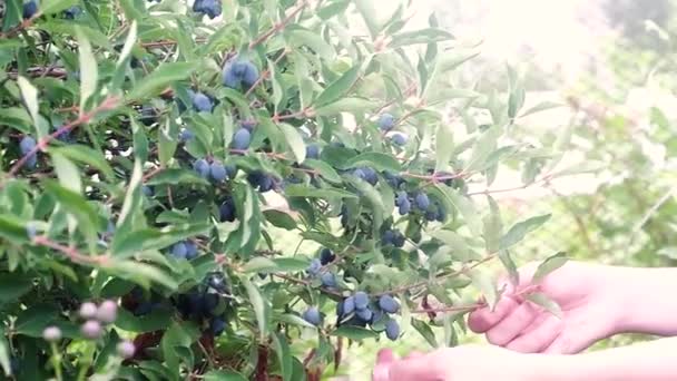 Mladíci Vyzvedne Větev Začnou Vysypat Velké Zralé Šťavnaté Temně Modré — Stock video