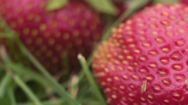 yeşil kurutulmuş çim yerde yatan sulu olgun çilek makro fotoğraf. Kamera soyma üzerinde tohumları ile büyük bir meyve bitkilerin sapları ile hareket eder.