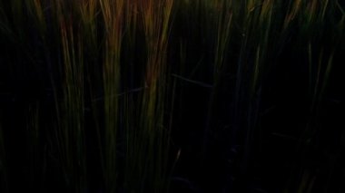 Bir yaz buğday tarlasında fantastik bir gün batımı. Kamera ileri doğru hareket eder ve yükselir. güneş ışınları kameraya düşmek ve güzel bir renkli parlama oluşturmak. Arka aydınlatma